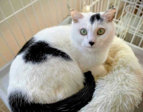 新しい飼い主を探している猫（12-B）写真1