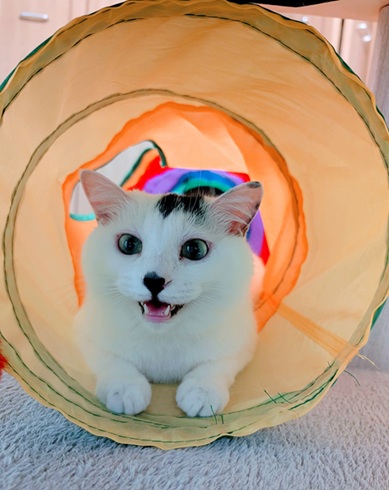 新しい飼い主を探している猫(10-G)写真1