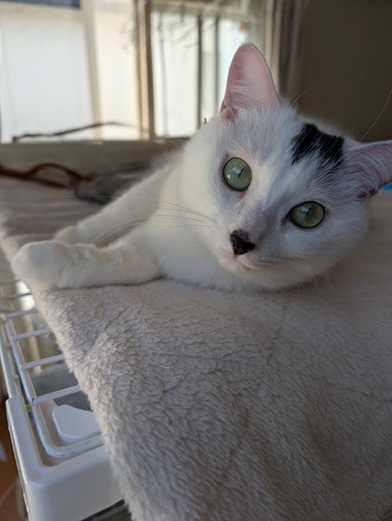 新しい飼い主を探している猫(12-B)写真1