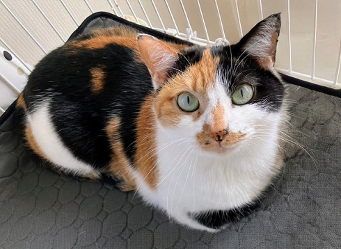 新しい飼い主を探している猫（12-C）写真1