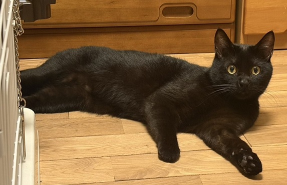 新しい飼い主を探している猫(2-A)写真1