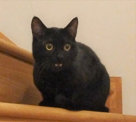 新しい飼い主を探している猫(2-A)写真2