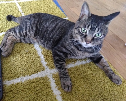 新しい飼い主を探している猫（2－A）写真1