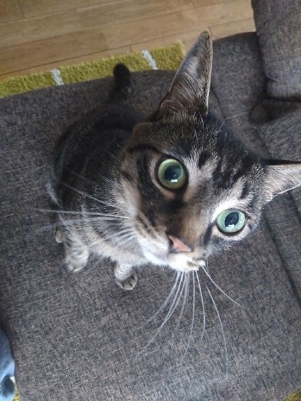 新しい飼い主を探している猫（2-A）写真2
