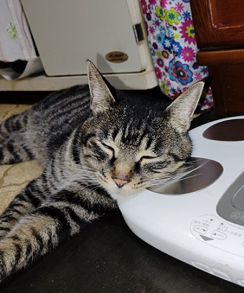 新しい飼い主を探している猫（2-A）写真2