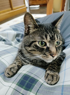 新しい飼い主を探している猫（2－A）写真1