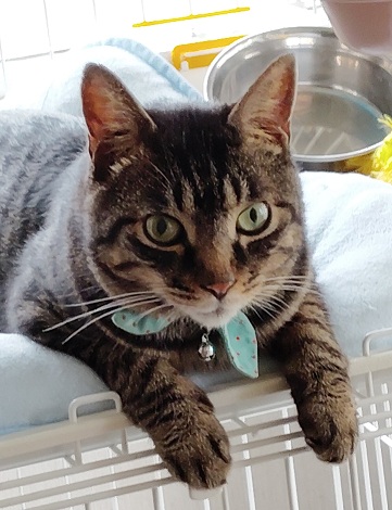 新しい飼い主を探している猫（2－A）写真1