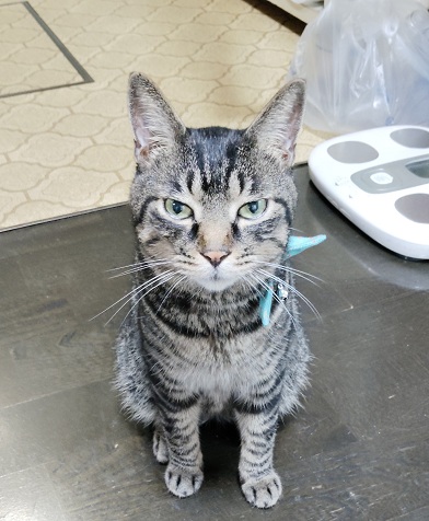 新しい飼い主を探している猫（2-A）写真2