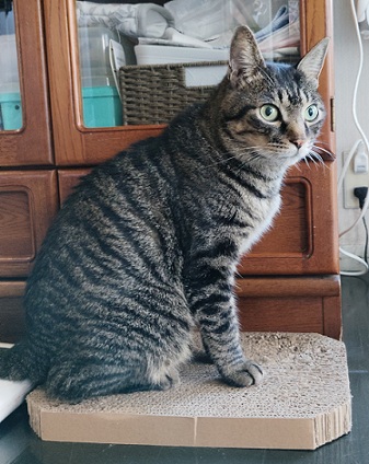 新しい飼い主を探している猫（2-A）写真2