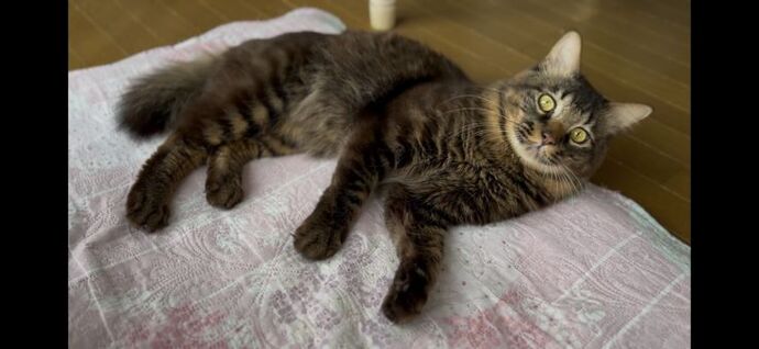 新しい飼い主を探している猫（2－B）写真1
