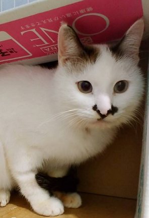 新しい飼い主を探している猫(2-B)写真1