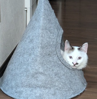 新しい飼い主を探している猫(2-B)写真2