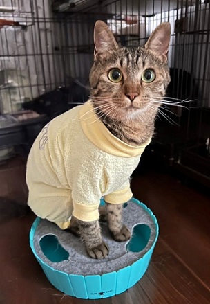 新しい飼い主を探している猫（2-B）の写真1