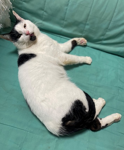 新しい飼い主を探している猫(2-C)写真1