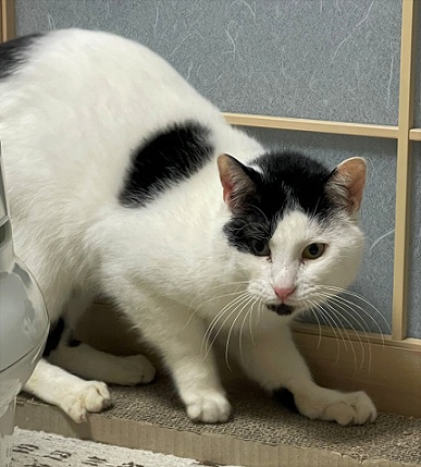 新しい飼い主を探している猫(2-C)写真2