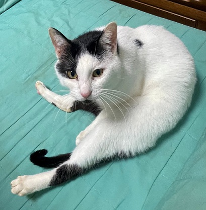 新しい飼い主を探している猫(2-C)写真1