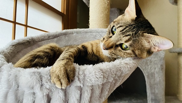 新しい飼い主を探している猫（2-C）写真2