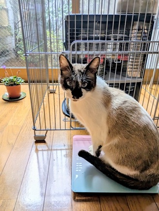 新しい飼い主を探している猫(2-A)写真1