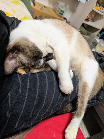 新しい飼い主を探している猫(2-D)の写真1