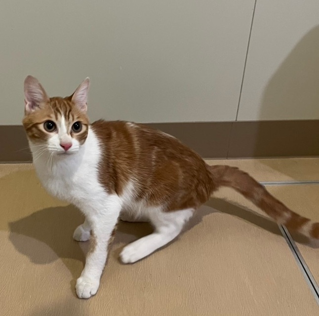 新しい飼い主を探している猫(2-E)の写真1