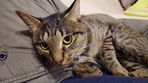 新しい飼い主を探している猫（2-E）写真2