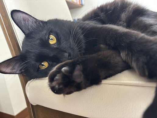 新しい飼い主を探している猫（2－F）写真1