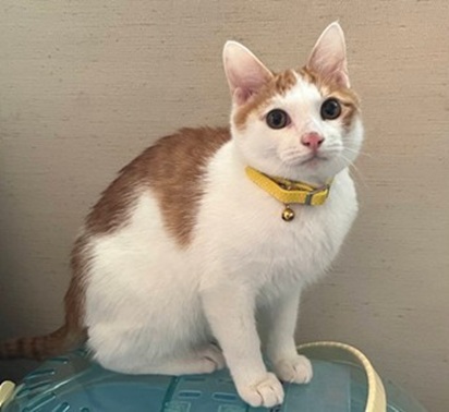 新しい飼い主を探している猫(2-F)の写真1