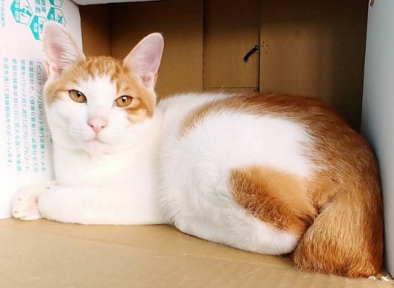新しい飼い主を探している猫（2-H）写真1