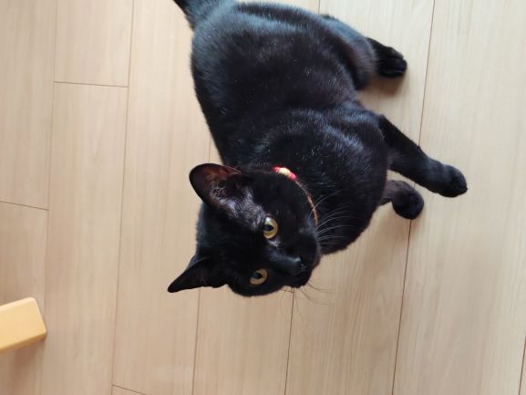 新しい飼い主を探している猫（2-K）の写真2