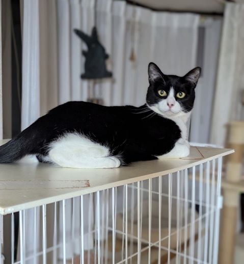 新しい飼い主を探している猫(11-H)写真1