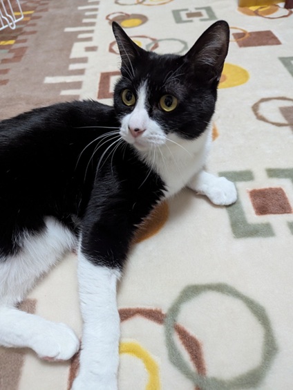 新しい飼い主を探している猫(2-K)の写真2