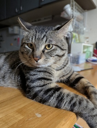 新しい飼い主を探している猫（11-H）写真1