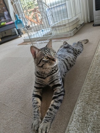 新しい飼い主を探している猫（11-H）の写真2