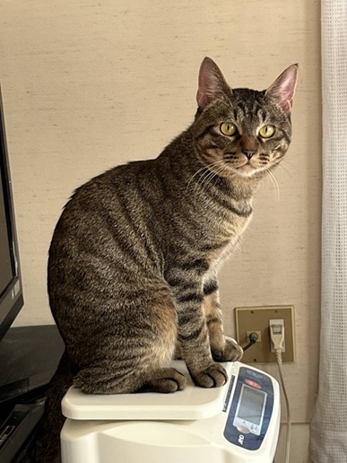 新しい飼い主を探している猫（11-H）写真1