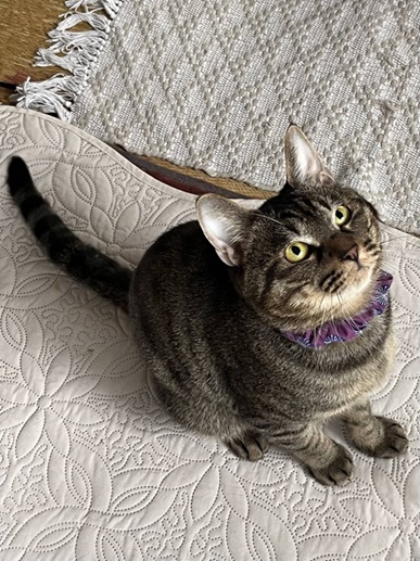 新しい飼い主を探している猫（11-H）の写真2