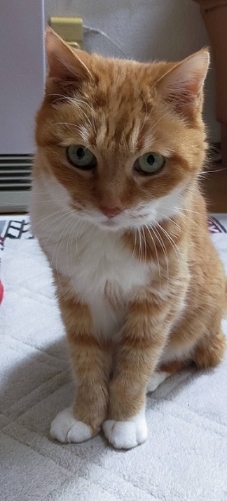 新しい飼い主を探している猫（3－A）写真1