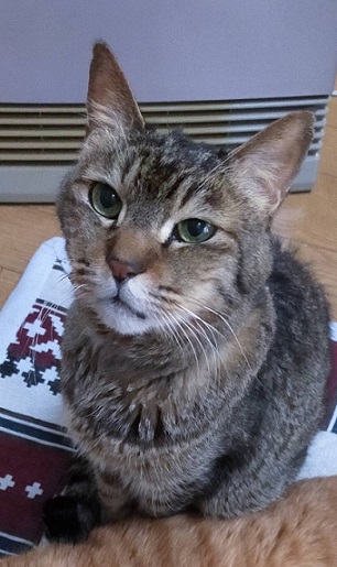 新しい飼い主を探している猫（3-D）写真2