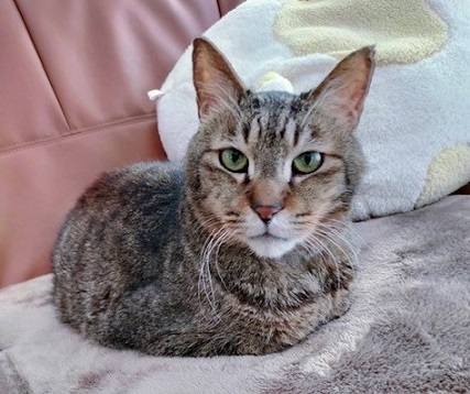 新しい飼い主を探している猫（3－D）写真1