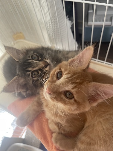 新しい飼い主を探している猫（3－E）写真1