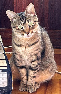 新しい飼い主を探している猫（7-A）の写真1