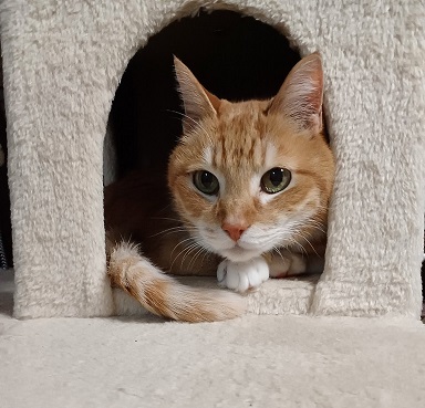 新しい飼い主を探している猫（3－B）写真1