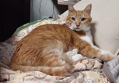 新しい飼い主を探している猫（3-B）の写真2