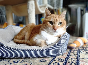 新しい飼い主を探している猫（3-B）写真3