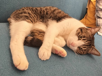 新しい飼い主を探している猫（3－J）写真1