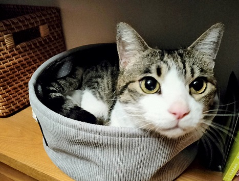 新しい飼い主を探している猫（3-J）写真2