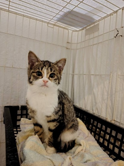 新しい飼い主を探している猫（4-B）の写真1