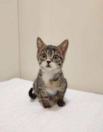 新しい飼い主を探している猫（4-C）の写真1