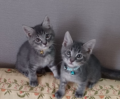 新しい飼い主を探している猫（4－D、4－G）写真1
