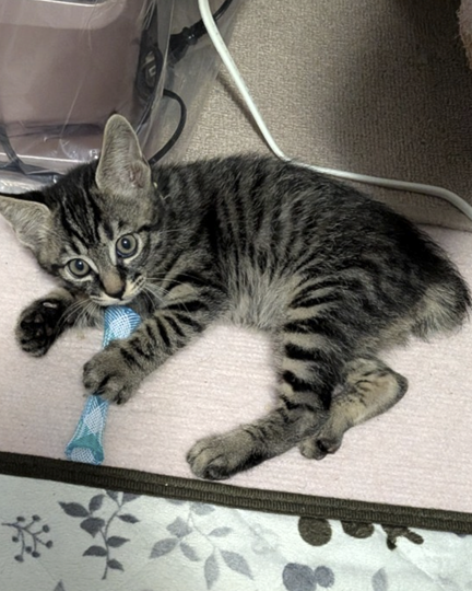 新しい飼い主を探している猫（11-H）の写真2