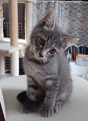 新しい飼い主を探している猫（4－D）写真1